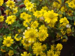 Lucy _037